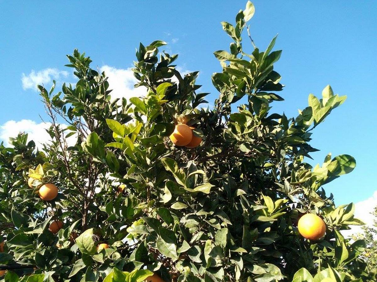 Agriturismo Calamosche Ξενοδοχείο Νότο Εξωτερικό φωτογραφία